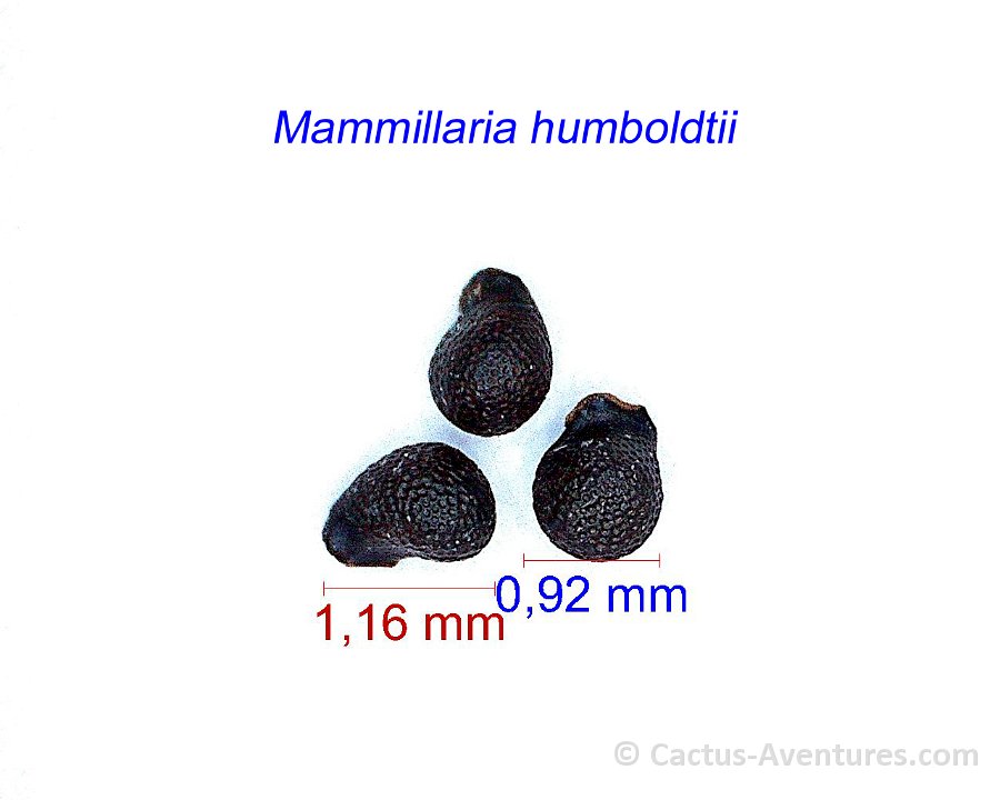 Mammillaria humboldtii JM